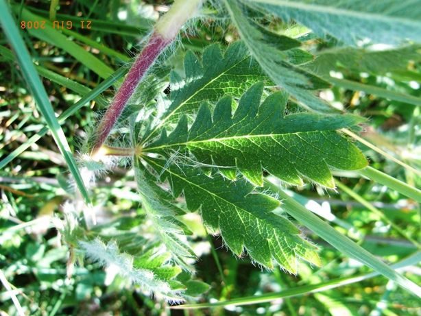Potentilla hirta